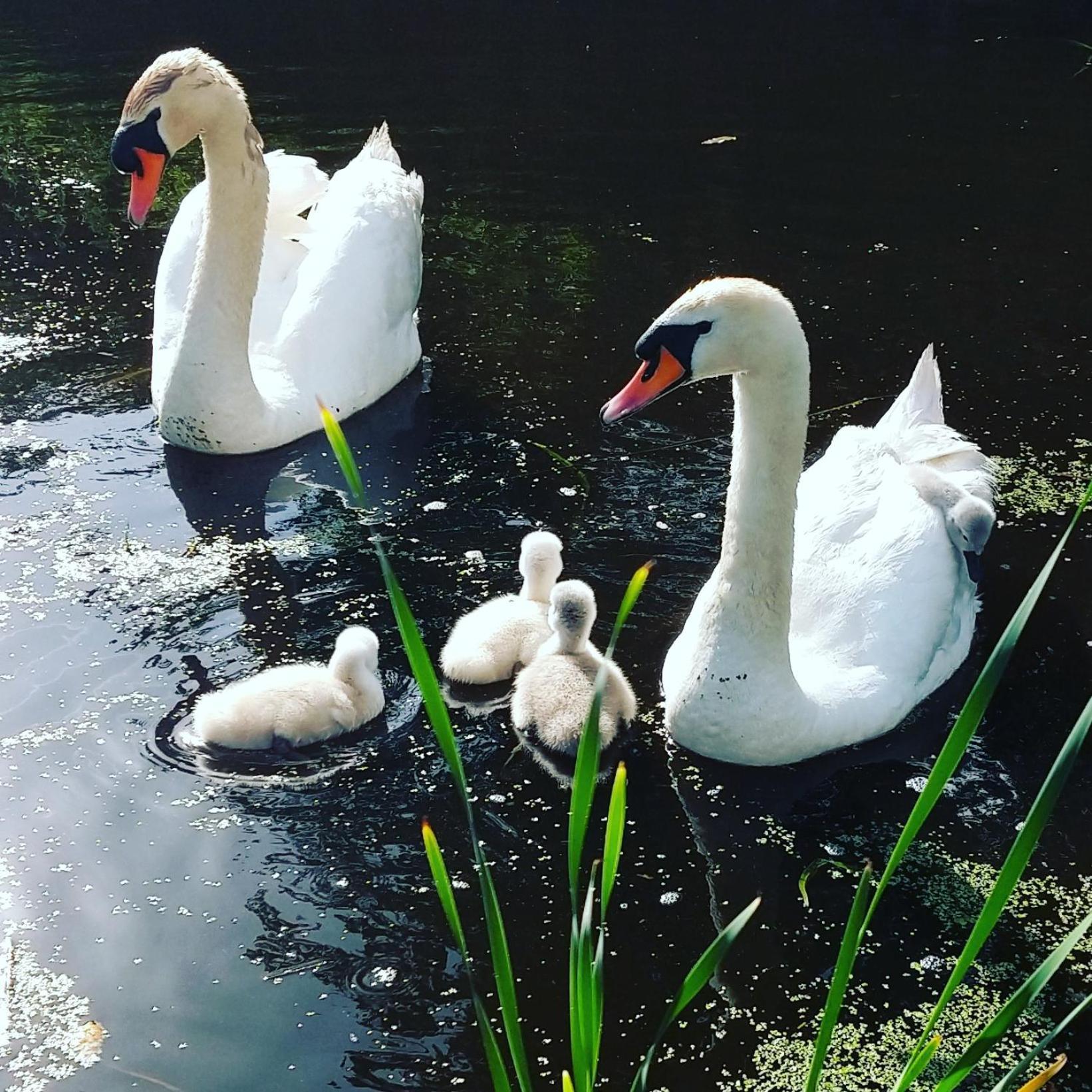 Het Waterhoentje Sint Jansklooster المظهر الخارجي الصورة